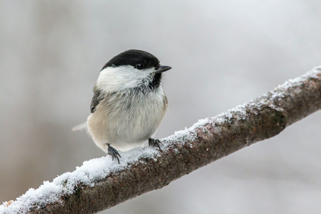 Comment nourrir les oiseaux en hiver ? - Pet's Rescue France